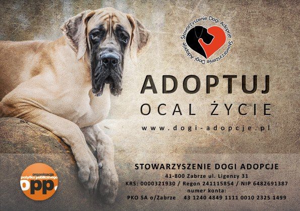Stowarzyszenie Dogi Adopcje