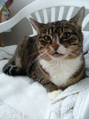 Fundacja dla Zwierząt Animalia