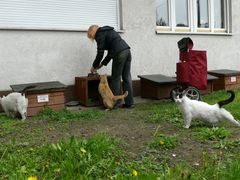 Fundacja Koty SOS