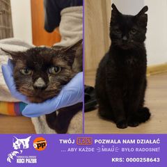 Fundacja dla Zwierząt "Koci Pazur"