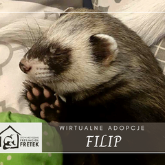 Filip