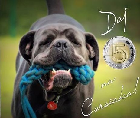 Fundacja Cane Corso Rescue Poland - wspieraj nas na FaniMani.pl