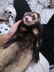 Zoja