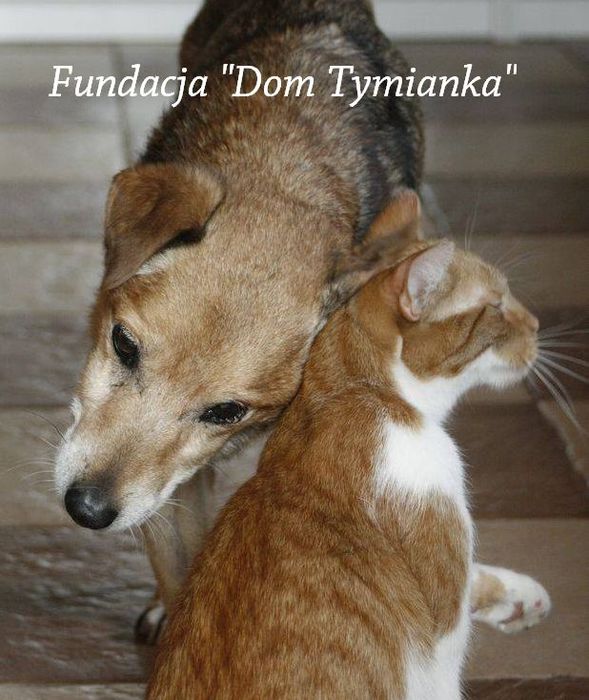 Fundacja "Dom Tymianka" - logotyp/zdjęcie