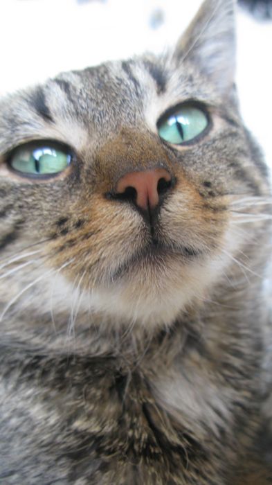 Kocia Strefa Adopcyjna